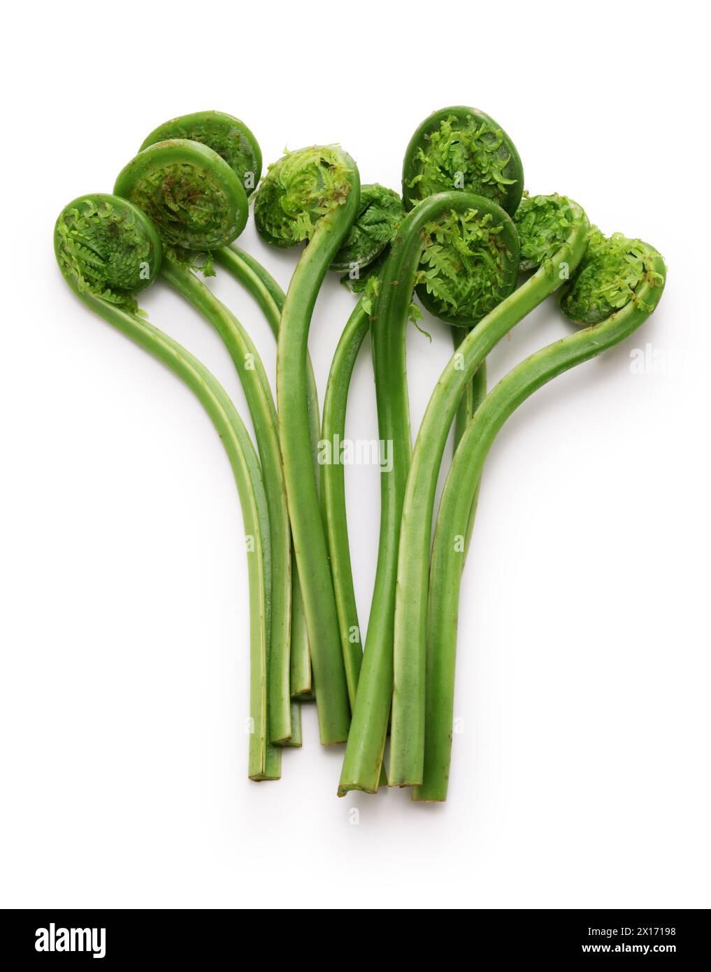 fiddlehead (Ostrich fern), Japanese delicious wild vegetables isolated on white background Stock Photo
