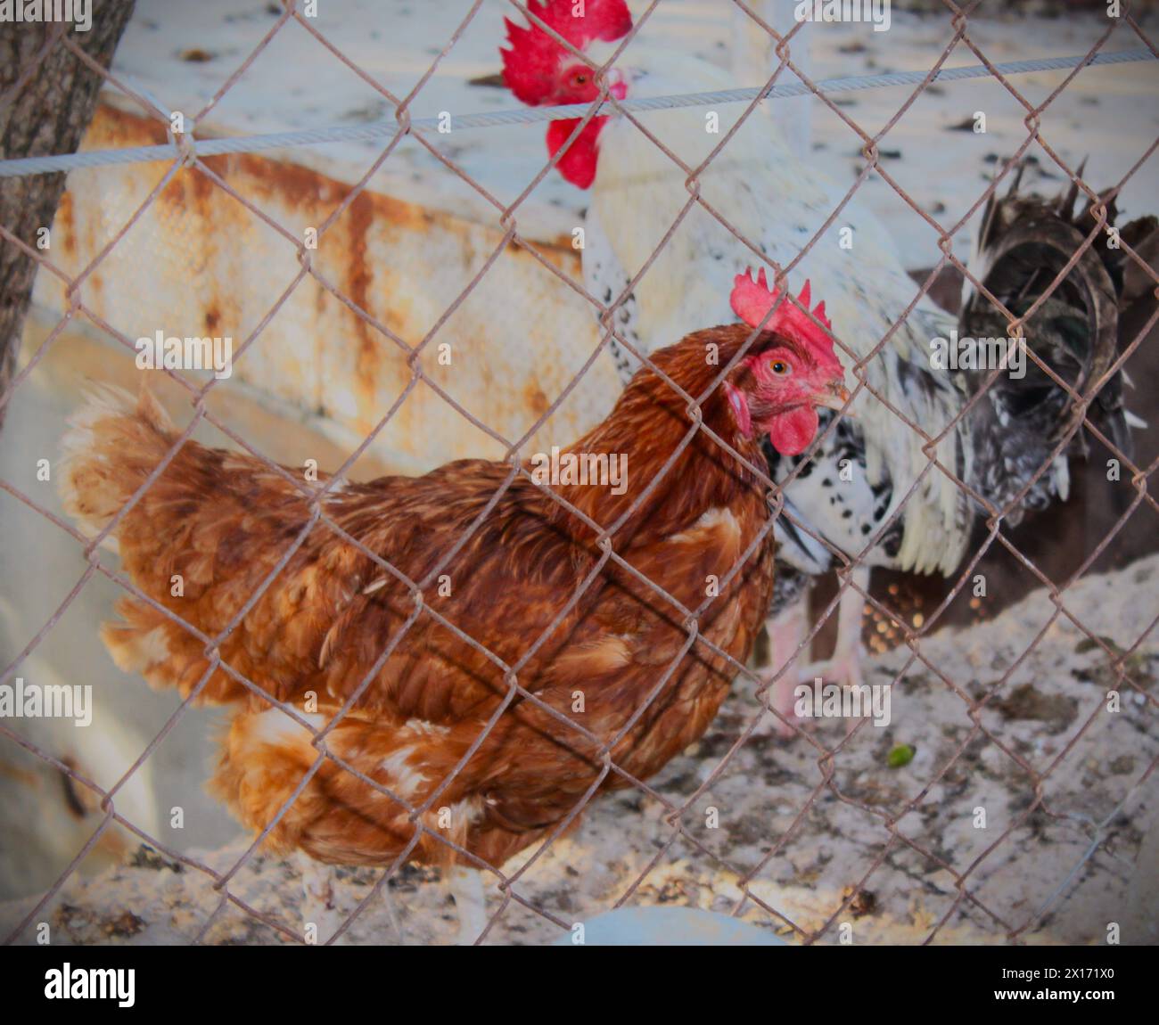 Village lifestyle, country house, chickens inside their coop. Ajloun, Jordan. Stock Photo