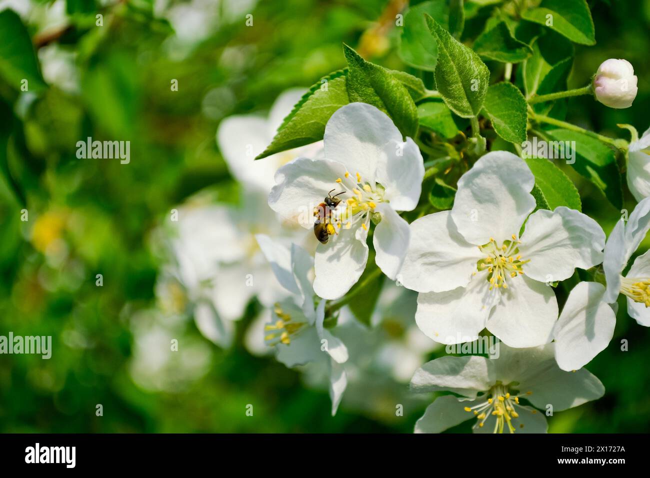 Close-up of a honey bee that pollinates a white flower of an apple tree against a background of bright green leaves Stock Photo