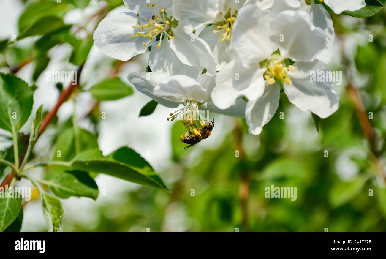 Close-up of a honey bee that pollinates a white flower of an apple tree against a background of bright green leaves Stock Photo