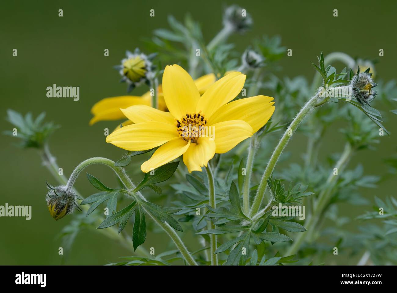 Yellow Bidens ferulifolia flower, Charm with buds, close up. Full bloom. Ornamental plant. Isolated on natural green background. Trencin, Slovakia Stock Photo