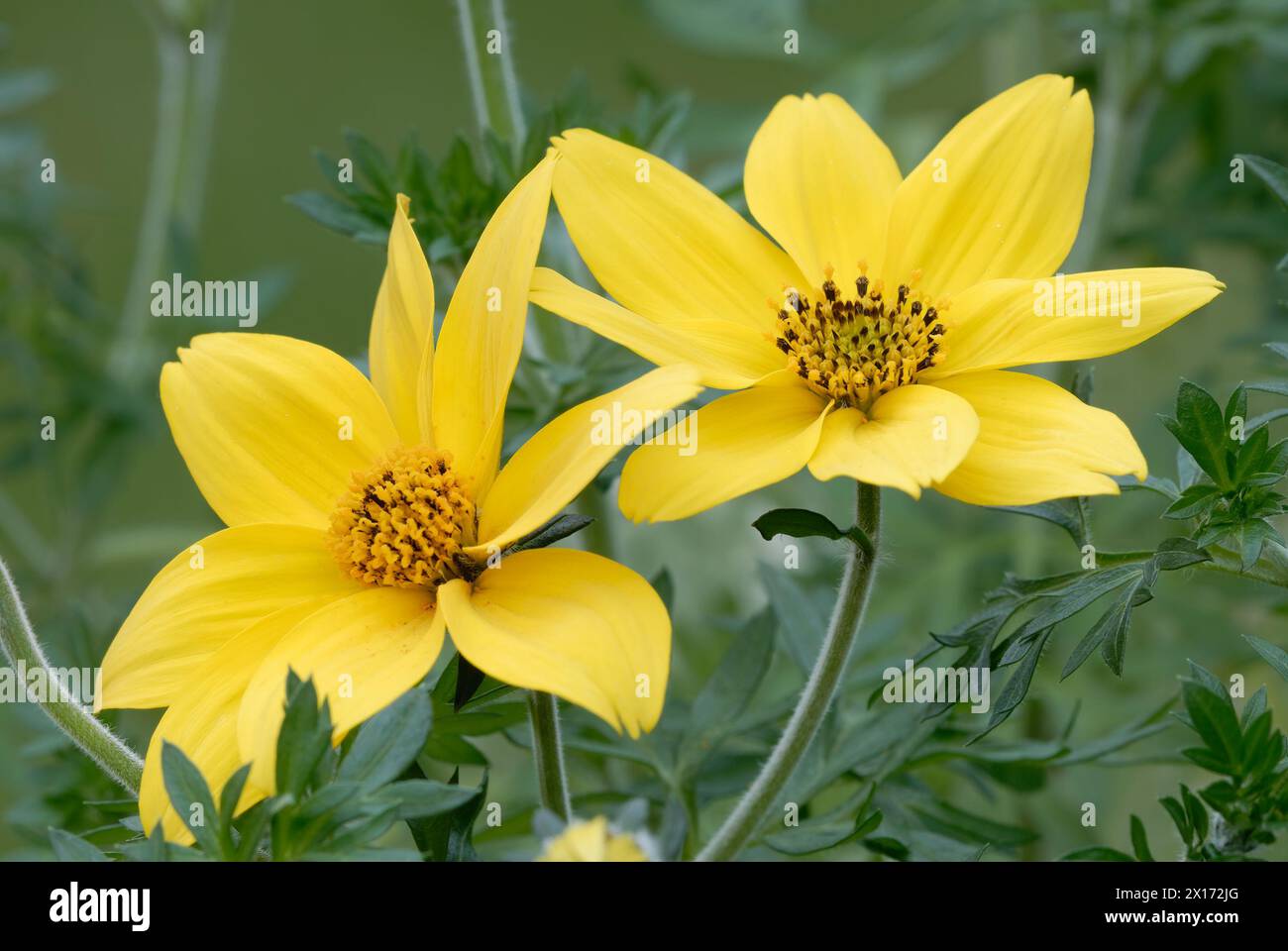 Yellow Bidens ferulifolia flowers, Charm, close up. Full bloom. Ornamental plant. Isolated on natural green background.  Garden Trencin, Slovakia Stock Photo