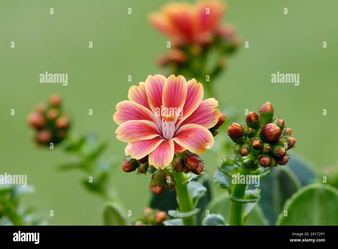 Lewisia Mountain Dreams flower with buds, close up. Rock plant. Isolated on natural green background. Trencin, Slovakia Stock Photo