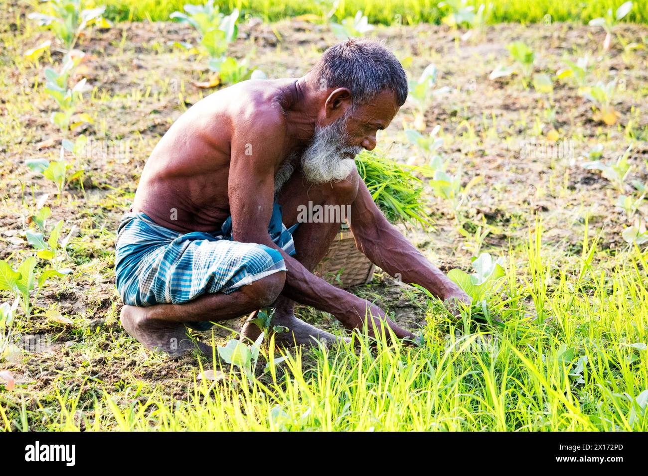 Daily lifestyle street people of bangladesh,Farmers work in their vegetable fields on December 26, 2023, Stock Photo