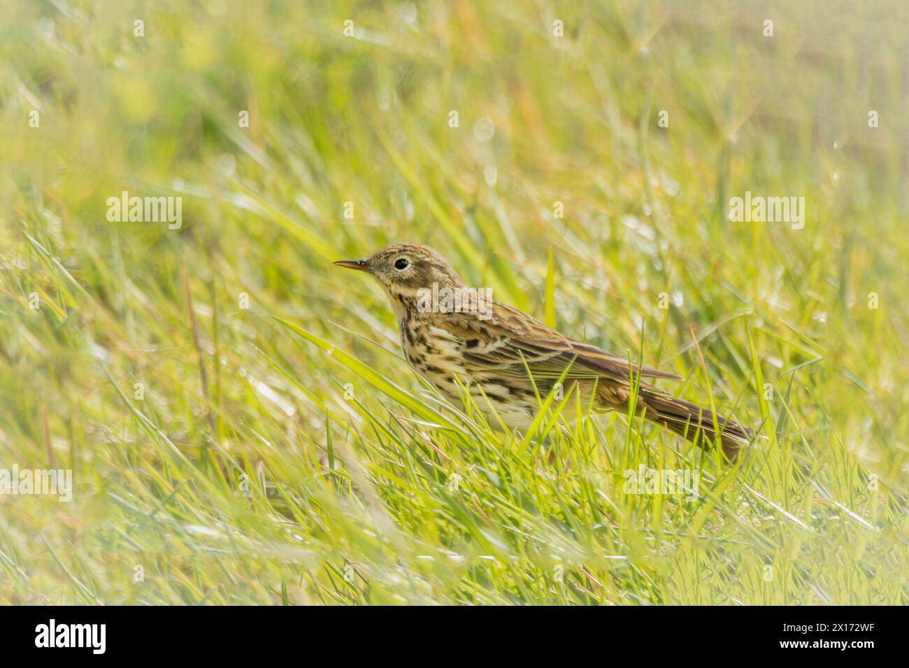 Meadow Pippet, hopping along in Grass and  Marshland in Norfolk, UK Stock Photo