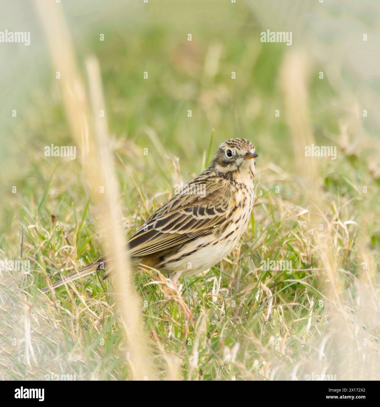 Meadow Pippet, hopping along in Grass and  Marshland in Norfolk, UK Stock Photo