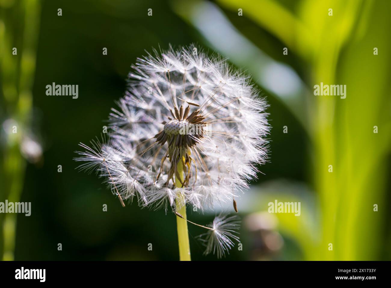 white flowers of dandelion balls in a spring field, beautiful dandelion flowers close-up Stock Photo
