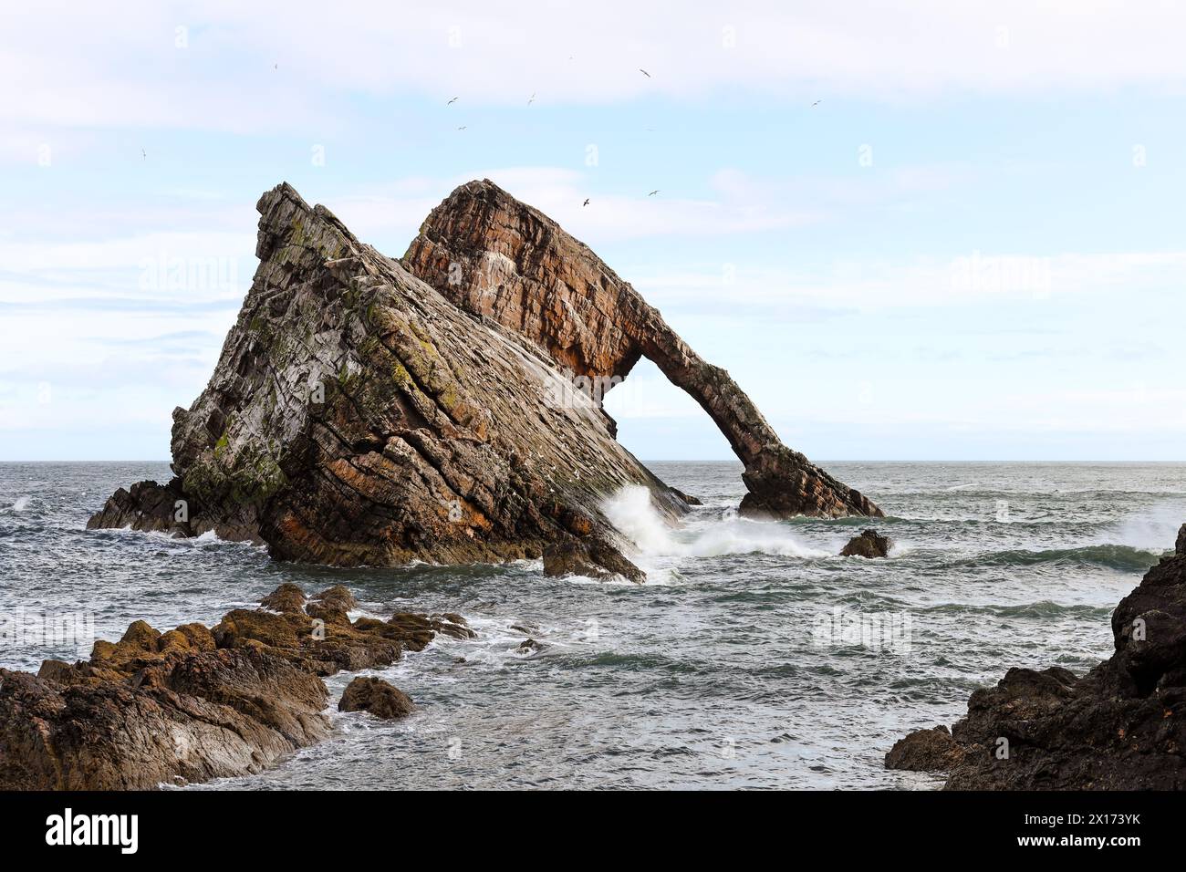 Gulls which nest of the cliffs circling Bow Fiddle Rock near Portknockie, Moray, Scotland, UK Stock Photo