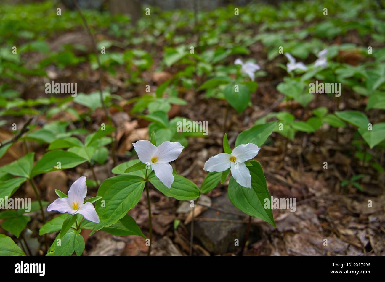 United States: 04-15-2024; A native patch of large-flowered Trillium are in full cry along a small creek in the Blue Ridge Mountains of Virginia. The Stock Photo