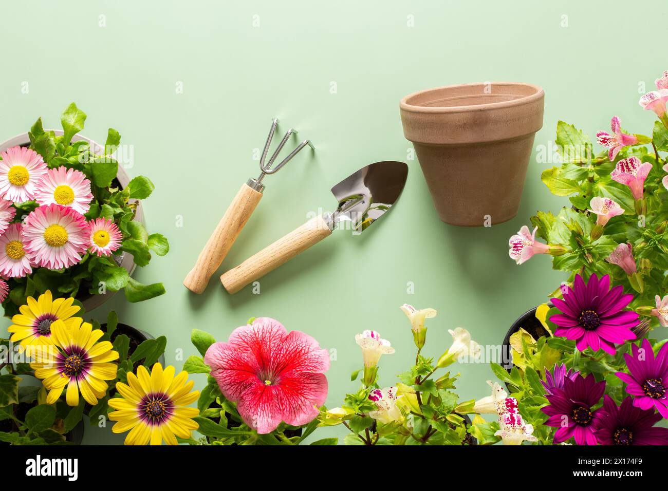 Spring decoration of a home balcony or terrace with flowers, Osteospermum and Mimulus and Petunia on a green background, home gardening and hobbies, biophilic design Stock Photo