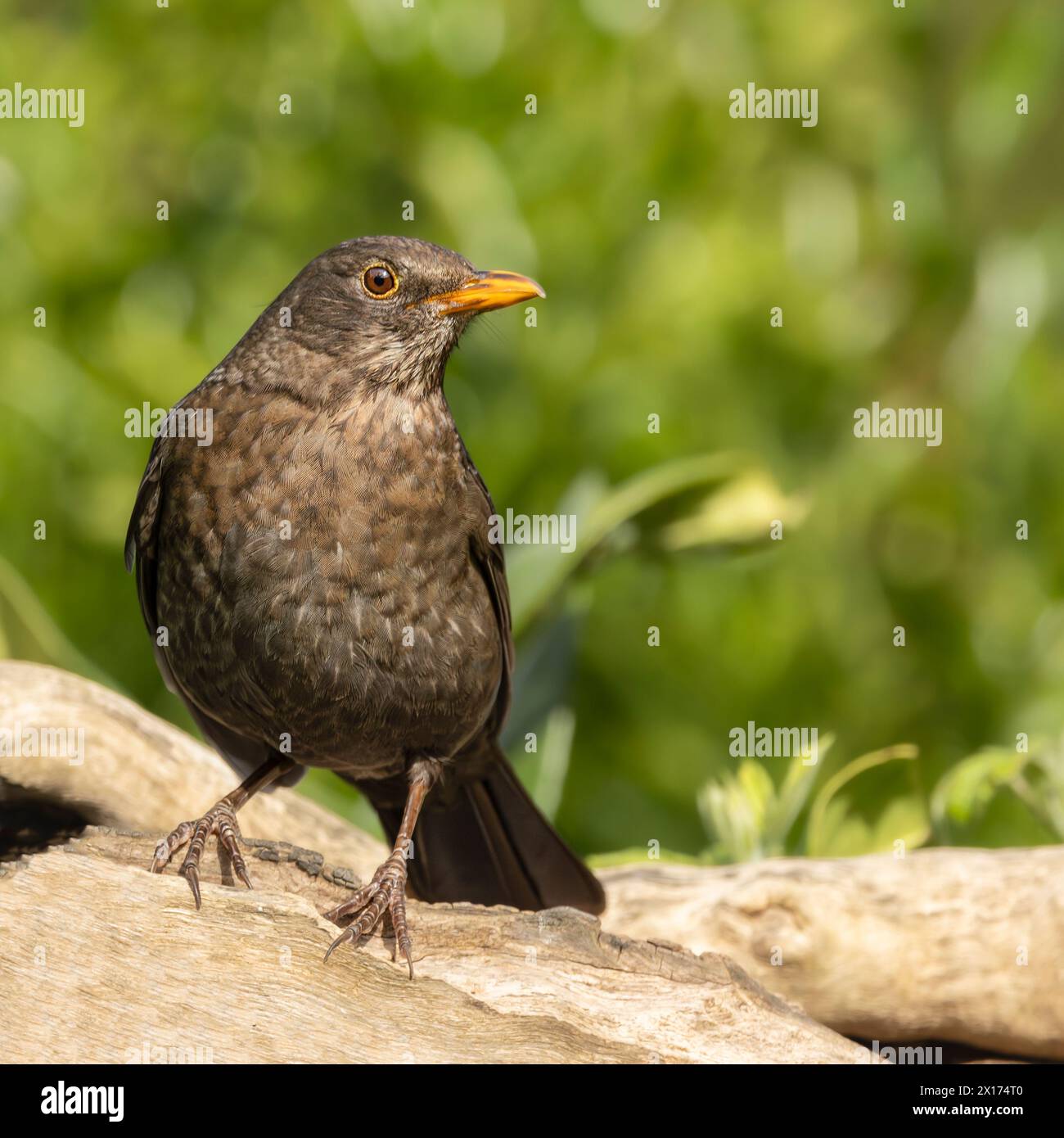 Blackbird, male and females, pictures taken in Bedfordshire, UK. Gardens and countryside Stock Photo