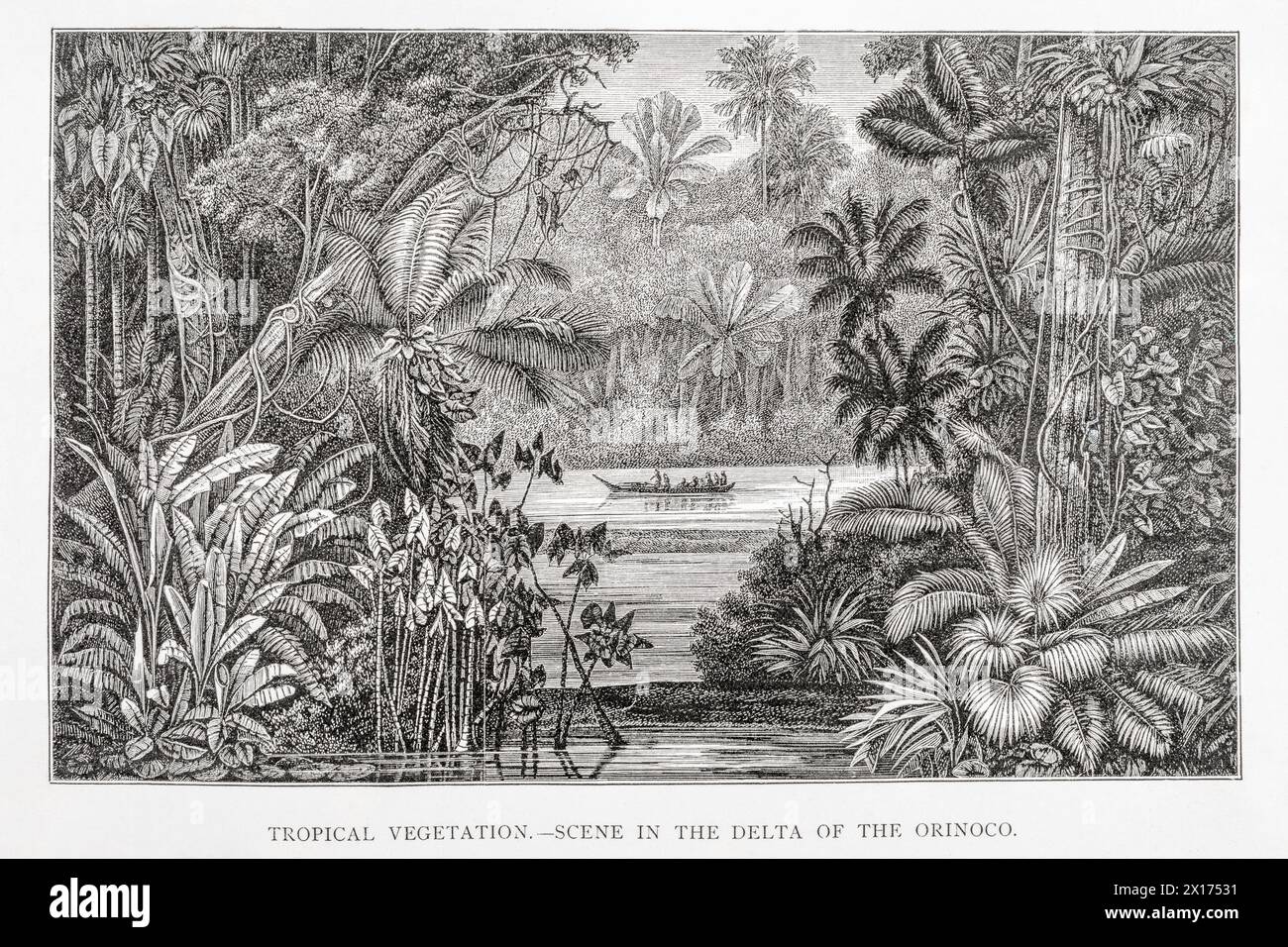 1872 Victorian botanical picture in William Rhind: Tropical Vegetation - Scene in Orinoco Delta. Shows South America jungle plants [vine, fern & palm] Stock Photo