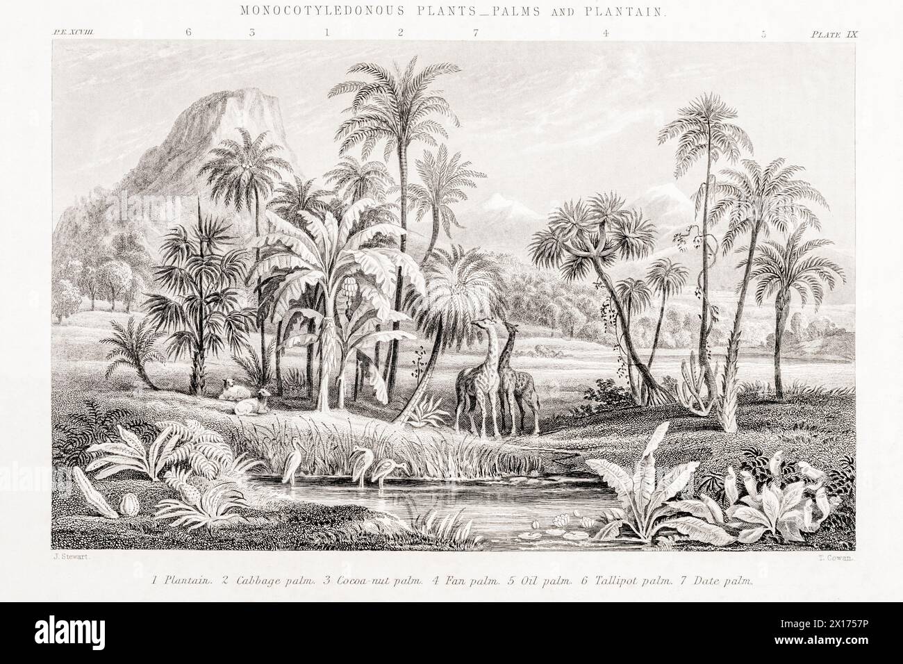 1872 Victorian botanical picture in William Rhind: Monocots - Palms & Plantain. Shows Plantain, Cabbage Palm, Coconut, Fan, Oil and Talipot Palms. Stock Photo