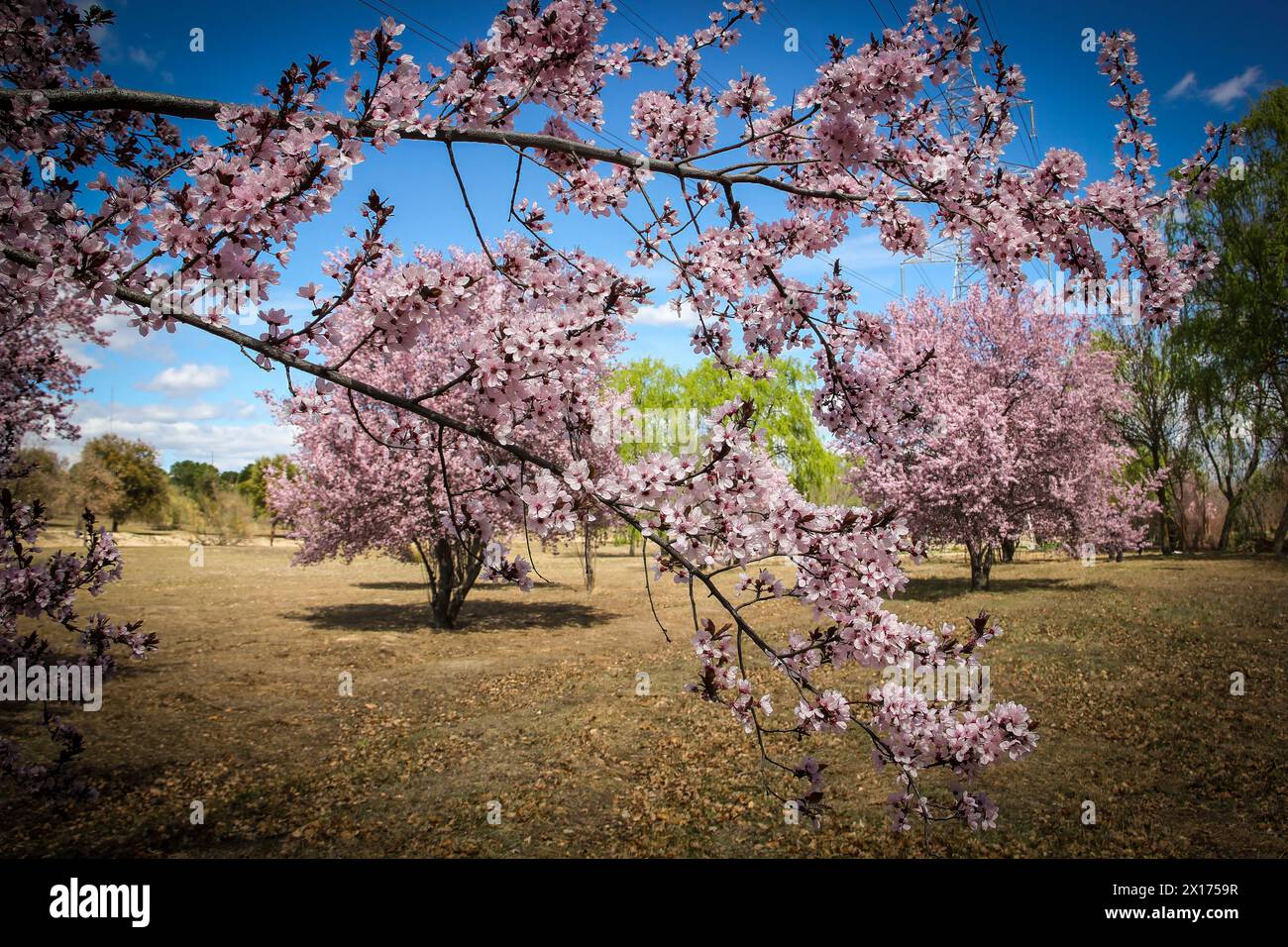 Almond trees in bloom hi-res stock photography and images - Alamy