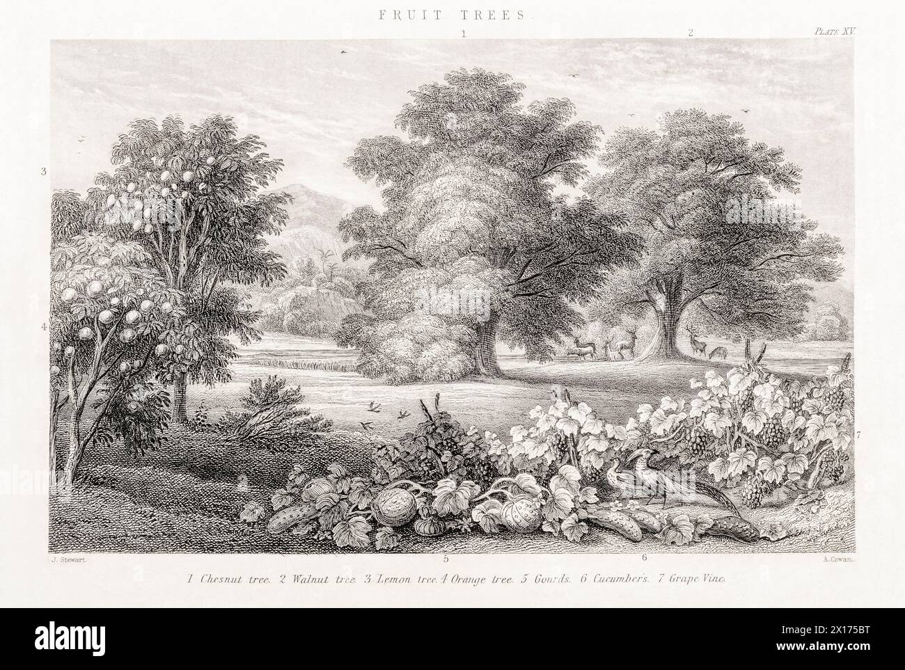 1872 Victorian botanical picture in William Rhind: Fruit Trees. Seen are Orange & Lemon trees, Walnut, Chestnut, Gourd, Grape Vine, Cucumber. Stock Photo