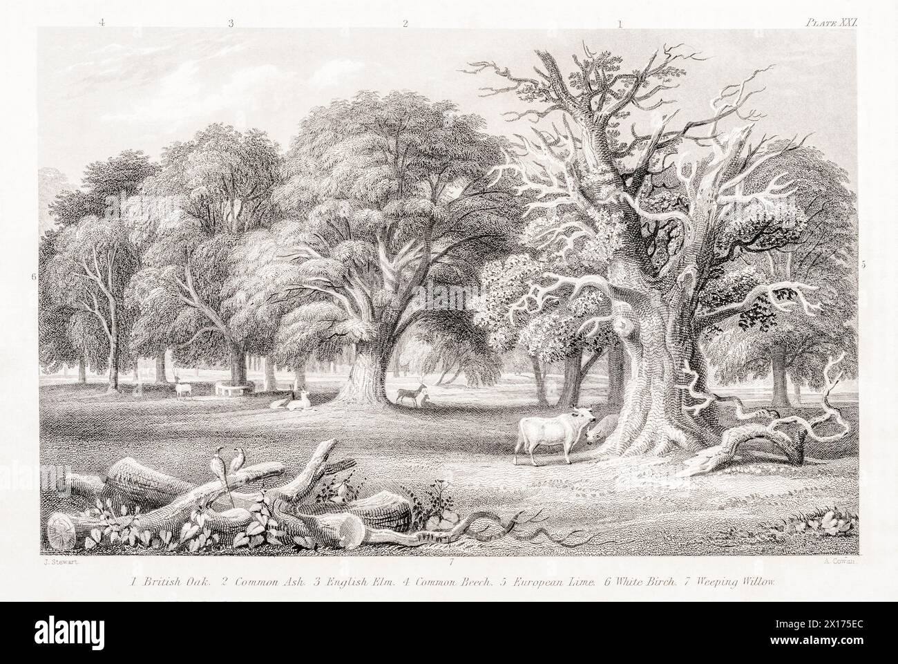 1872 Victorian botanical picture in William Rhind: Timber Trees. Oak, Ash, English Elm, Beech Lime, Birch & Willow shown. All European economic trees. Stock Photo