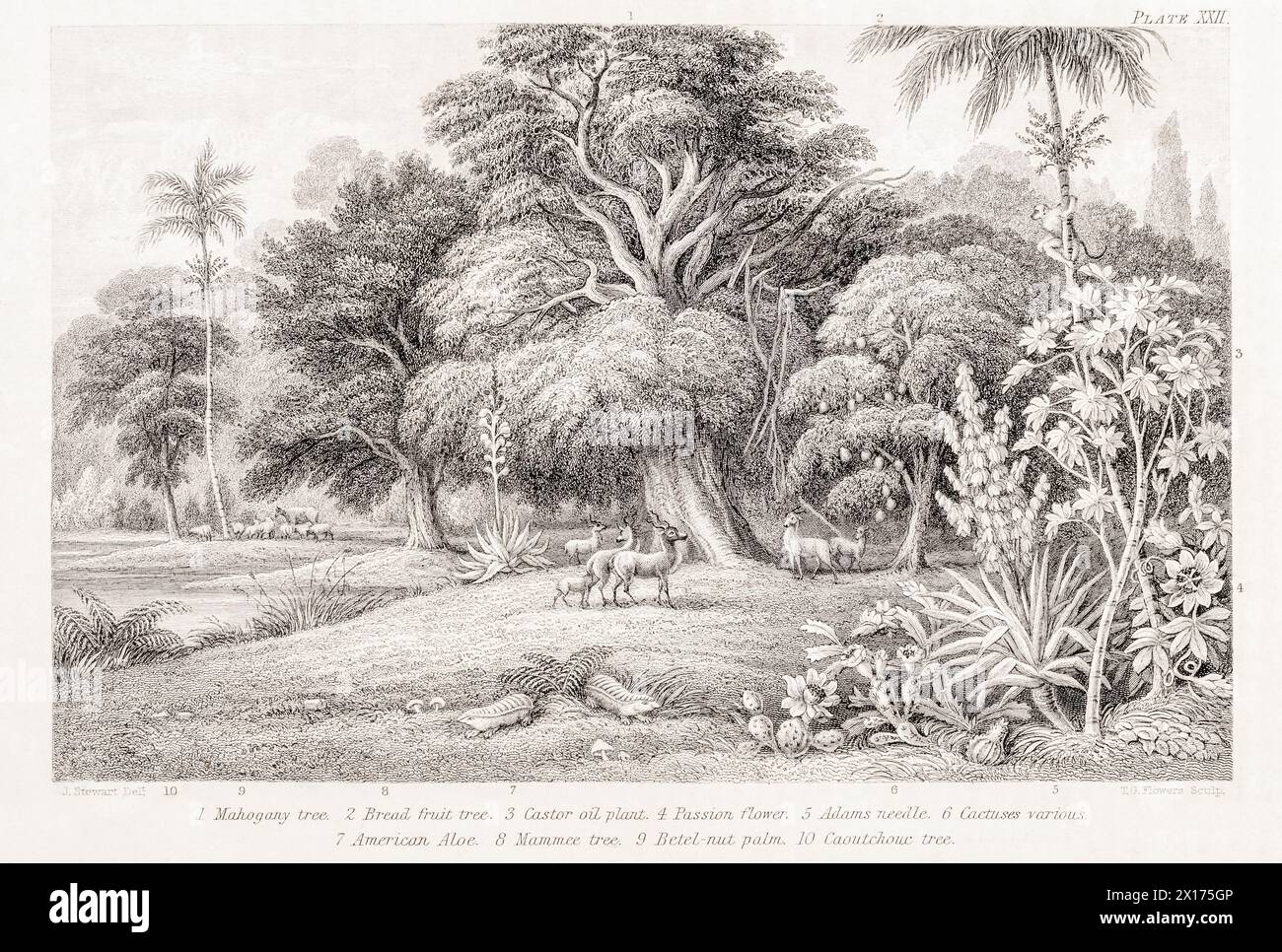 1872 Victorian botanical picture in William Rhind: Mahogany and Bread-Fruit Trees. Swietenia, Areca, Artocarpus, Caoutchouc (Rubber), Castor shown. Stock Photo