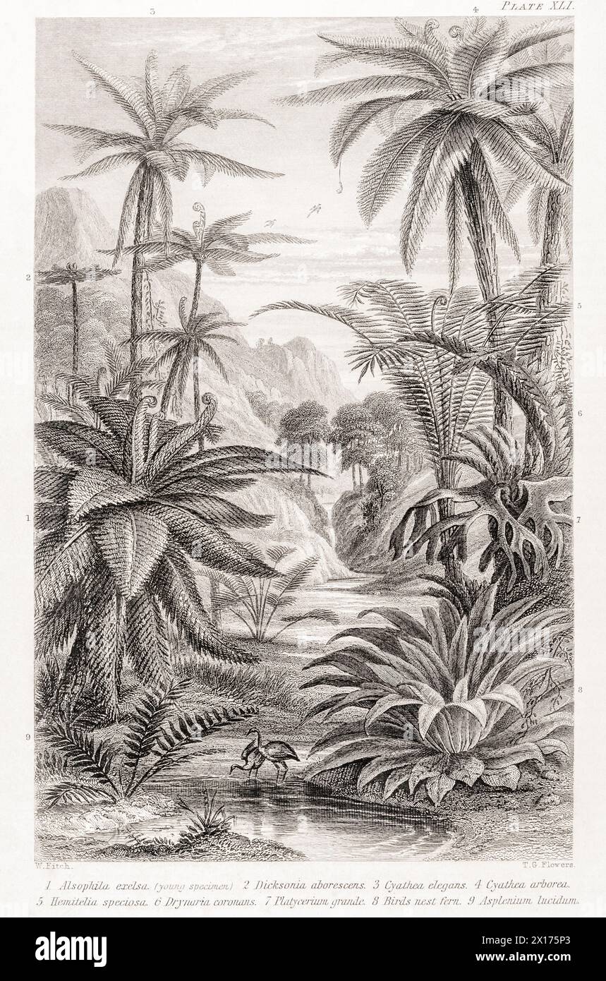 1872 Victorian botanical picture in William Rhind: Tree Ferns (tropical). Including Dicksonia arborescens, Cyathea elegans & Asplenium lucidum. Stock Photo