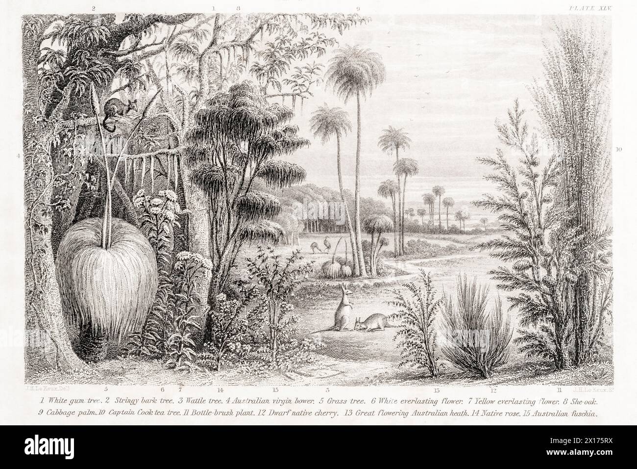 1872 Victorian botanical picture in William Rhind: Australian Trees & Shrubs. Gum tree, Stringy bark tree, Bottle Brush plant, & other exotic plants. Stock Photo