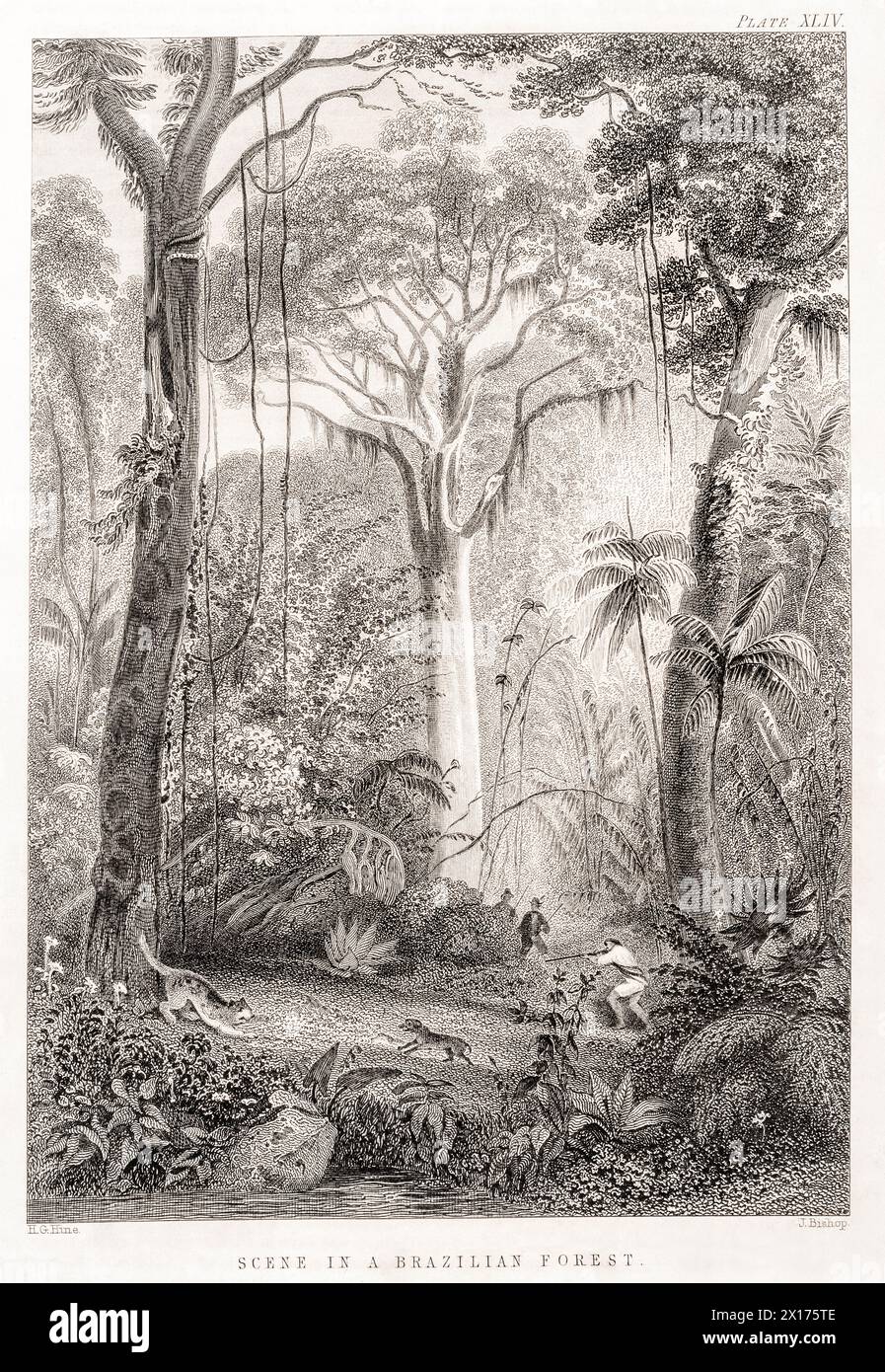 1872 Victorian botanical picture in William Rhind: Scene in a Brazilian Forest. Stock Photo