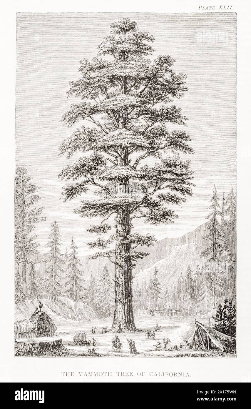 1872 Victorian botanical picture in William Rhind: Mammoth Tree of California Wellingtonia gigantea = Sequoia. Example of Giant conifer trees. Stock Photo