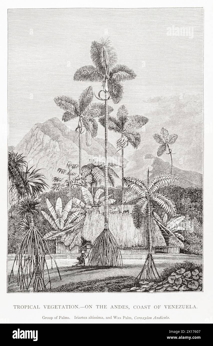 1872 Victorian botanical picture in William Rhind: Tropical Vegetation, Andes Coast of Venezuela. Wax Palm / Ceroxylon andicola & Iriartea altissima. Stock Photo