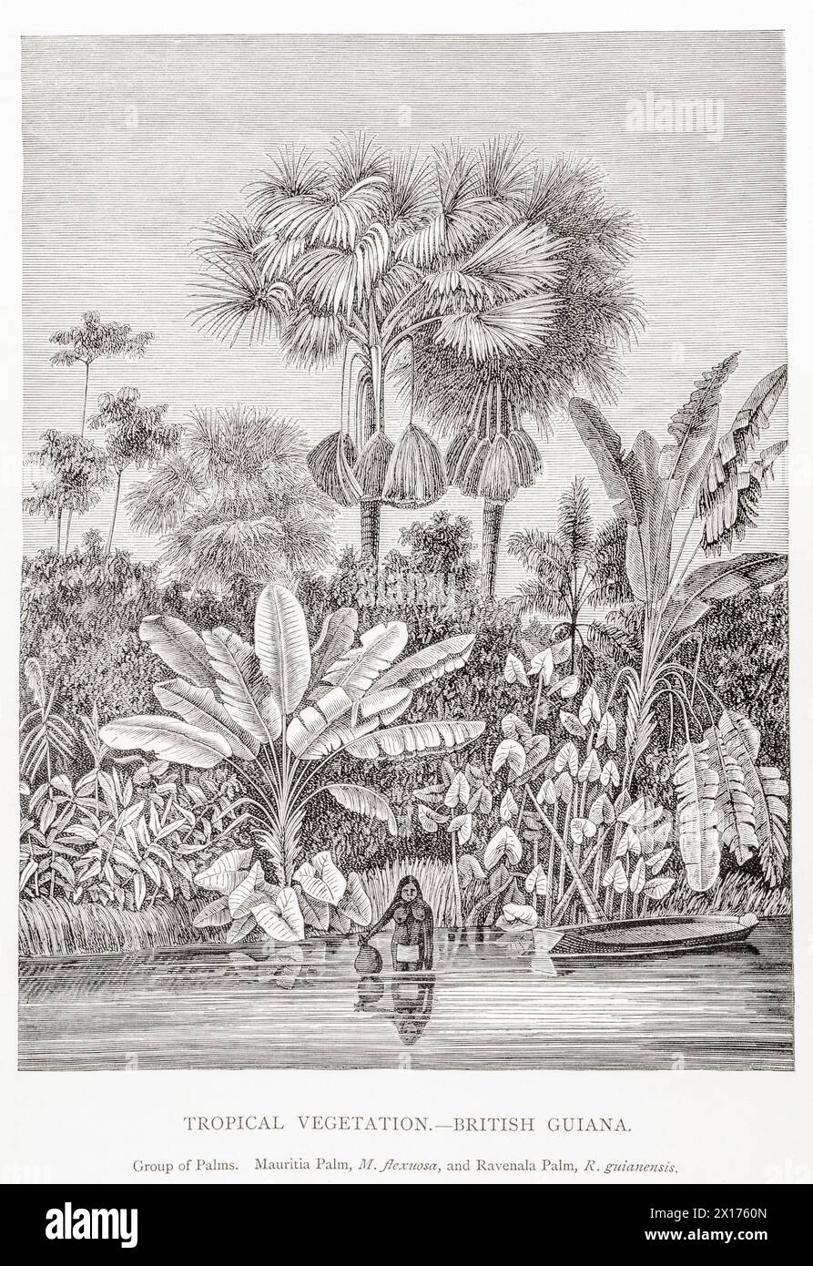 1872 Victorian botanical picture in William Rhind: Tropical vegetation - British Guiana. Mauritia flexuosa and Ravenala guianensis palms. Stock Photo