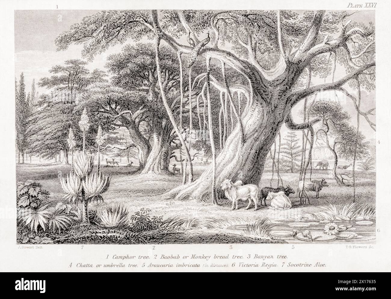 1872 Victorian botanical picture in William Rhind: Banyan & Boabab Trees. Shows Camphor tree, Umbrella tree, Araucaria, Victoria regia, Socotrine Aloe Stock Photo