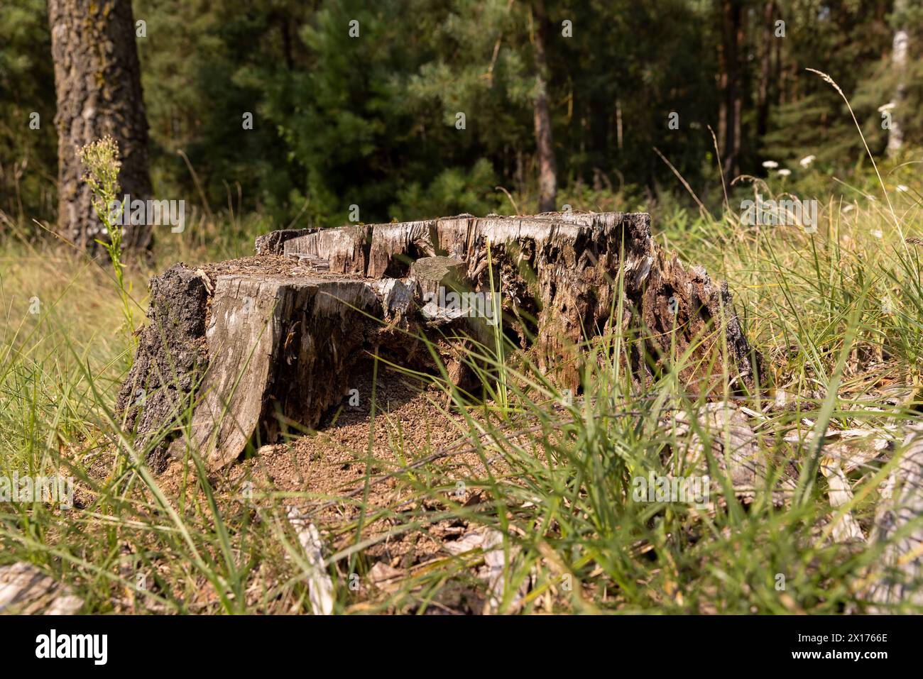 an old rotten stump in the forest after deforestation, details of an old rotten stump from a tree Stock Photo