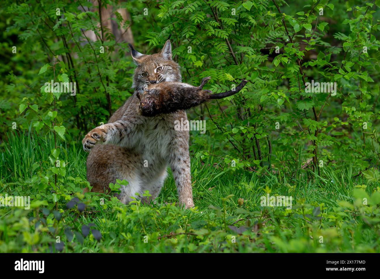 Hunting Eurasian Lynx Lynx Lynx With Caught Muskrat Ondatra 