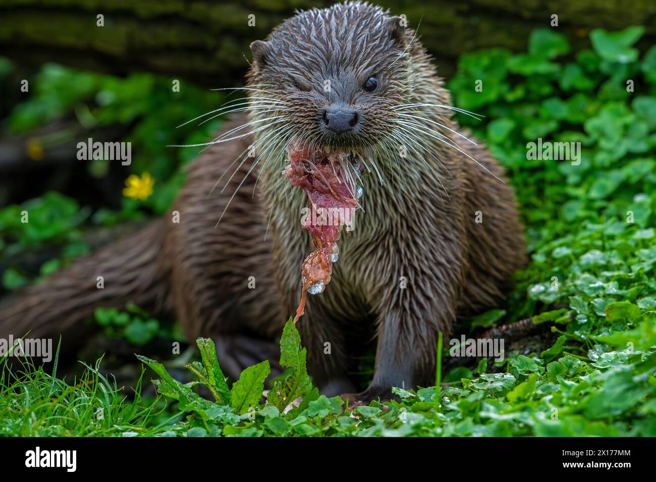 Eurasian otter / European river otter (Lutra lutra) eating caught ...