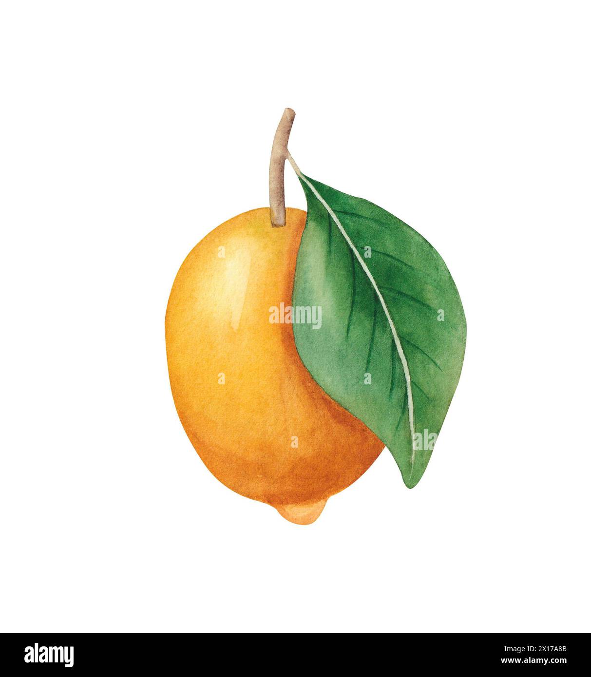 Watercolor Lemon fruit isolated on a white background. Hand drawn ...
