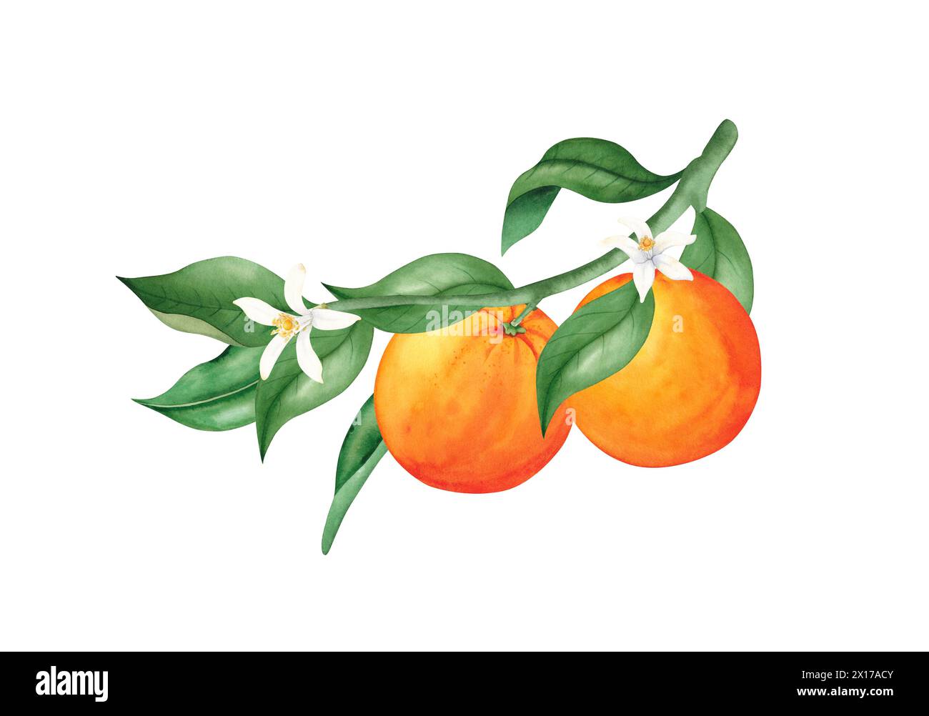 Orange branch with fruits, green leaves, flowers. Watercolor illustration isolated on white background. Perfect for wedding invitation, cards, print. Stock Photo