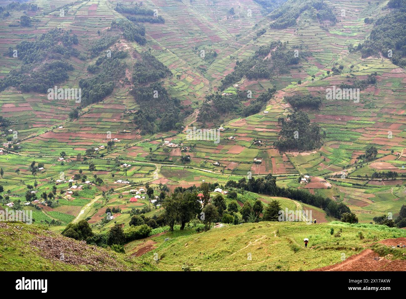 Cultivated t hi-res stock photography and images - Alamy
