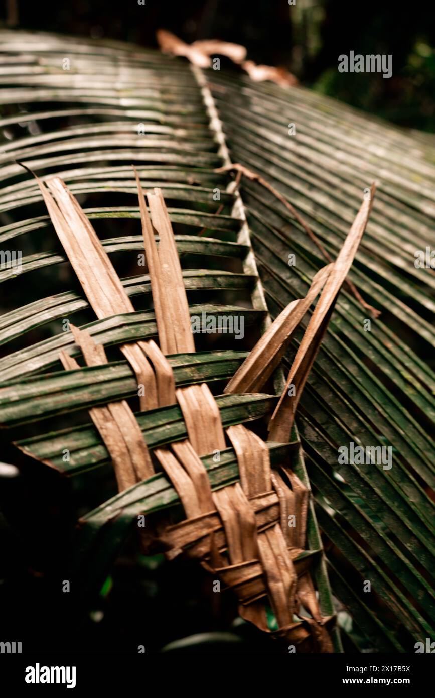 Palm leaf woven in forest Stock Photo - Alamy