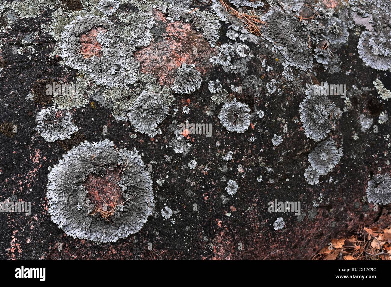 lichen pattern on granite rock in the forest Stock Photo