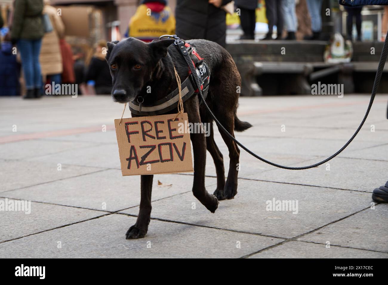 Dog walks with a sign 