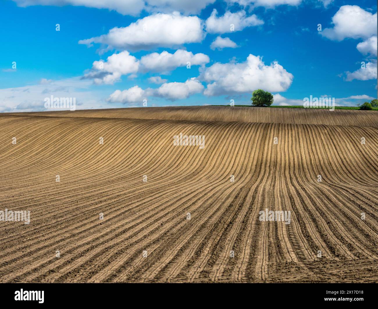 Ploughed field up to horizon line with lonely tree against the cloudy sky Stock Photo