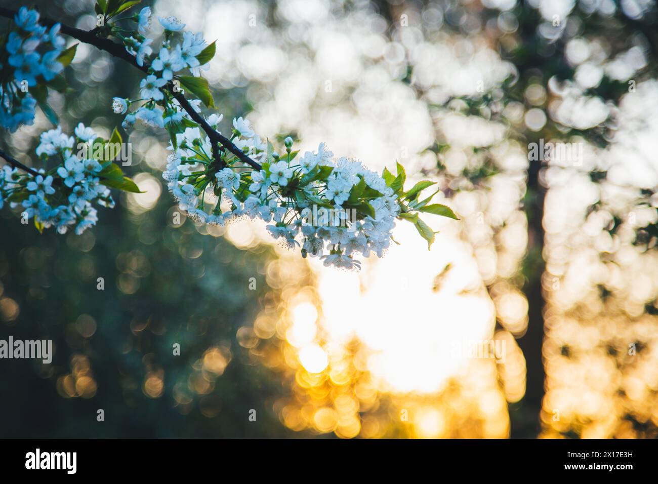 Blooming cherry tree Stock Photo