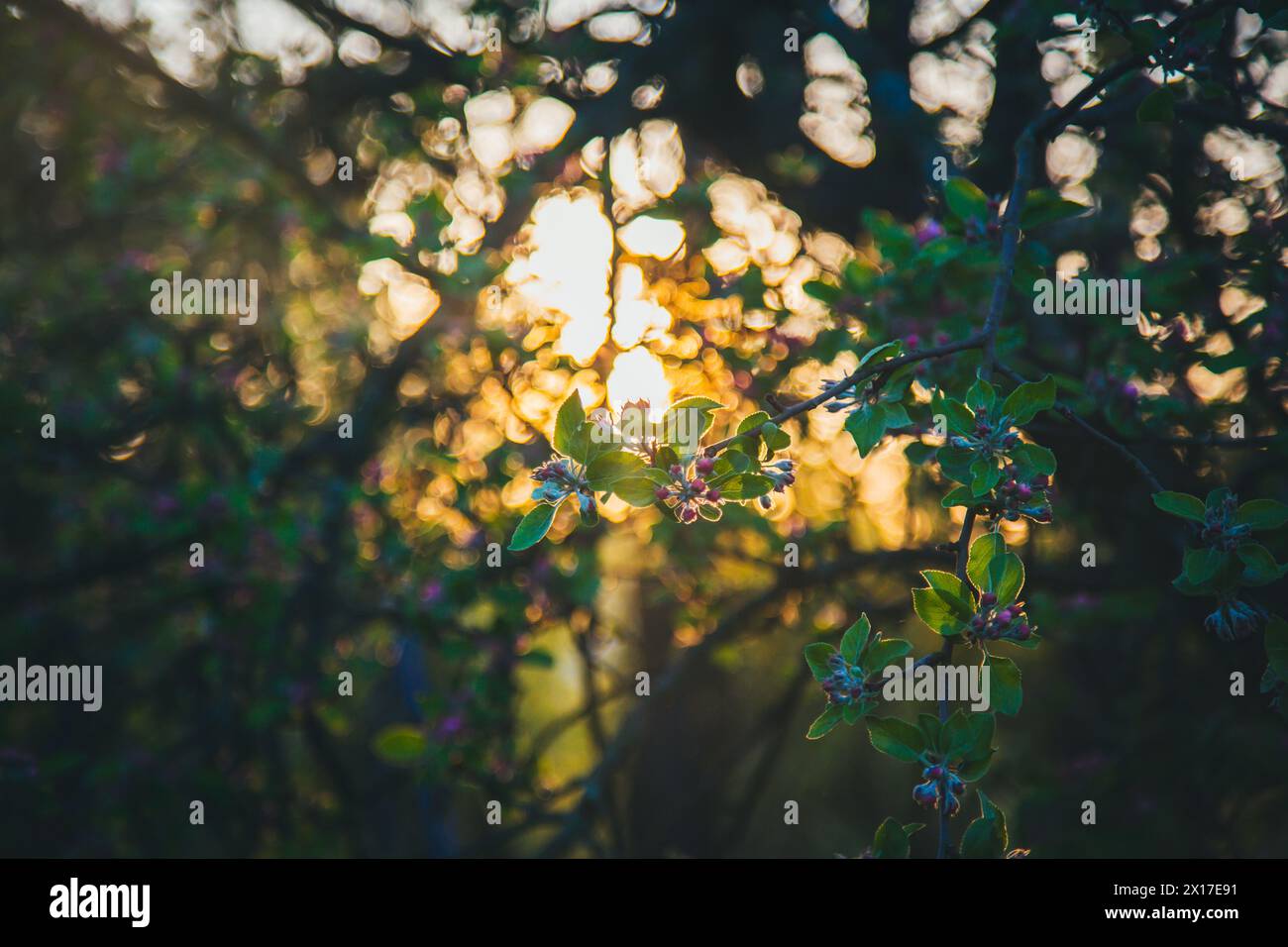 Blooming apple tree Stock Photo
