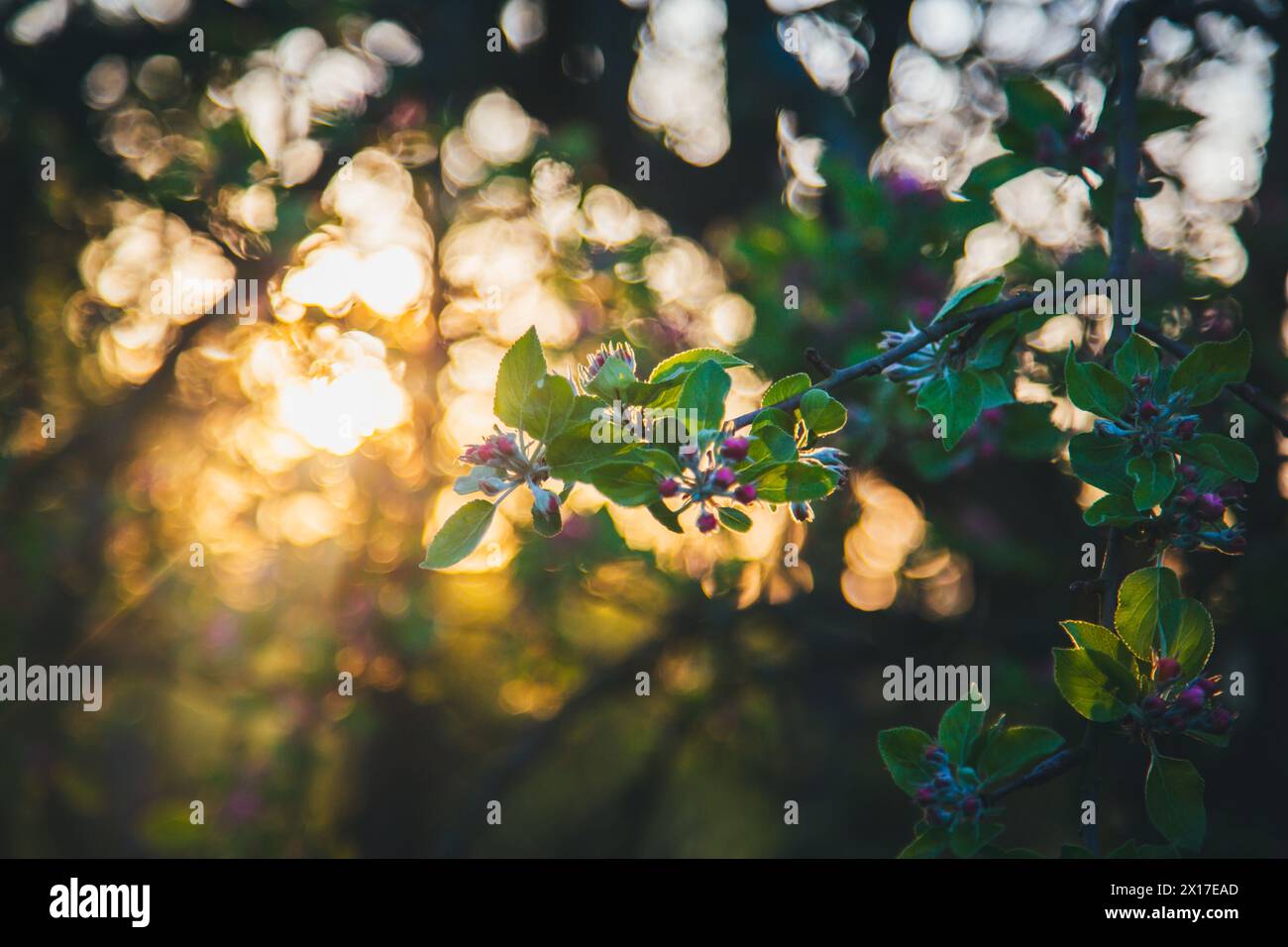 Blooming apple tree Stock Photo