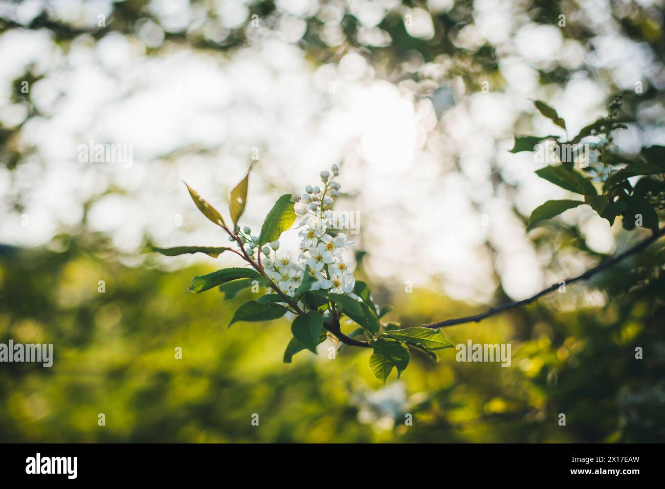 Blooming bird cherry Stock Photo