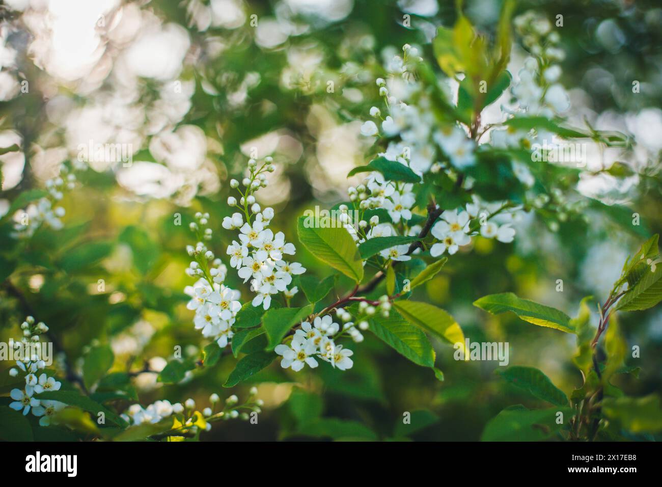 Blooming bird cherry Stock Photo