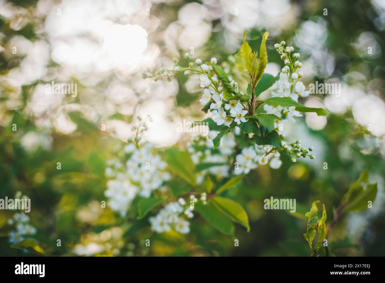 Blooming bird cherry Stock Photo