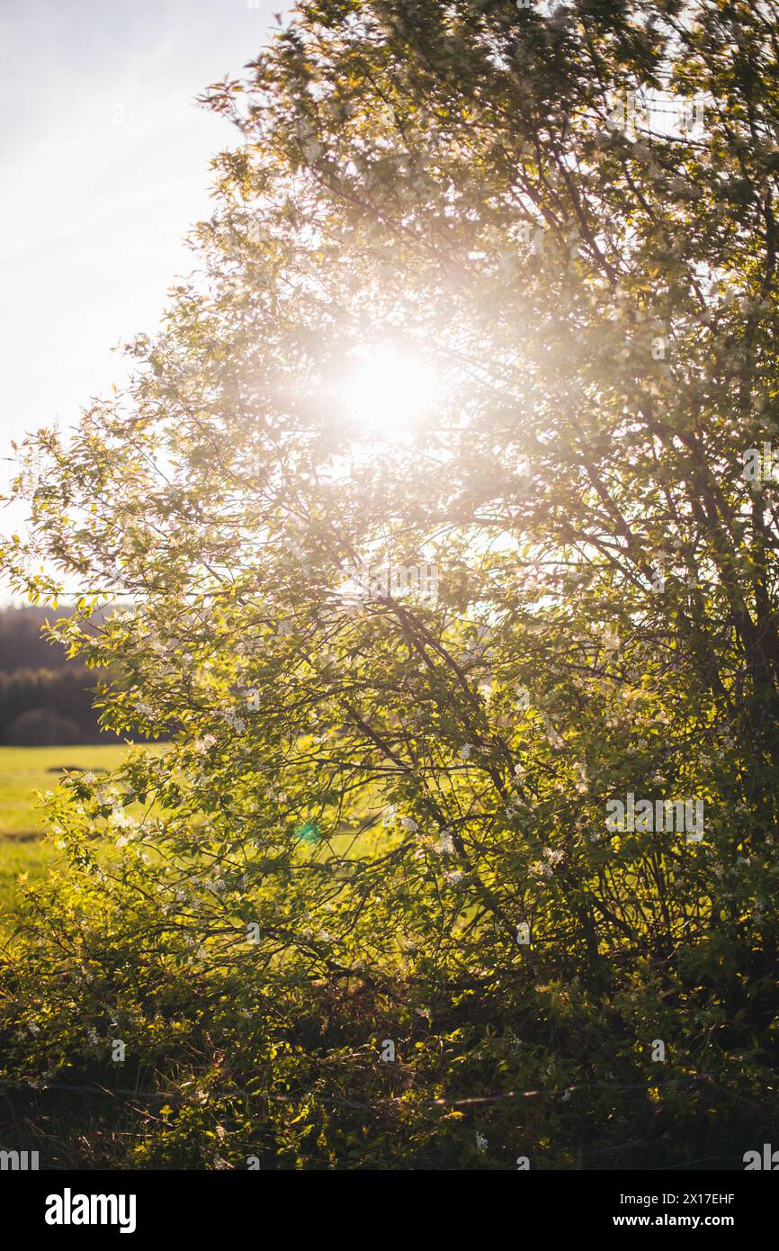 Blooming bird cherry Stock Photo