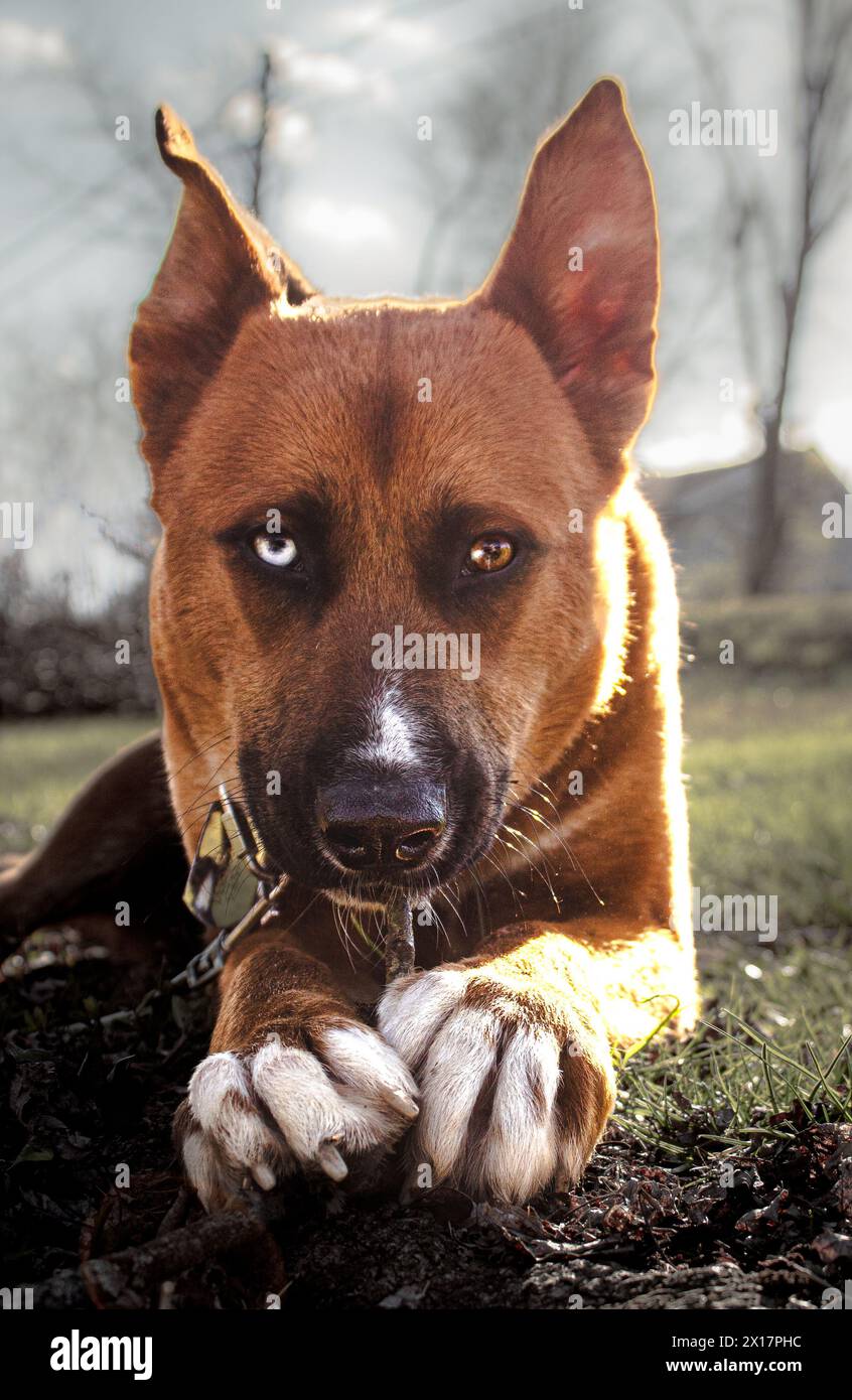 A dog named Cain Stock Photo - Alamy