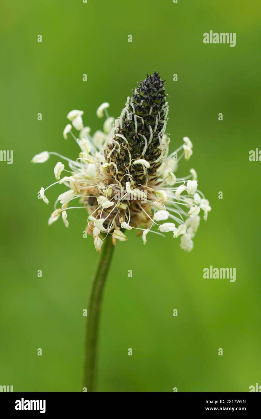 Natural Vertical closeup on the white Ribwort Plantain wildflower, Plantago lanceolata Stock Photo