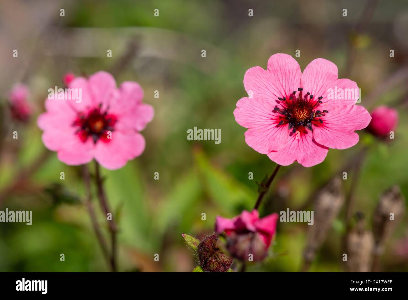 Close up of Nepal cinquefoil (potentilla nepalensis) flowers in bloom Stock Photo