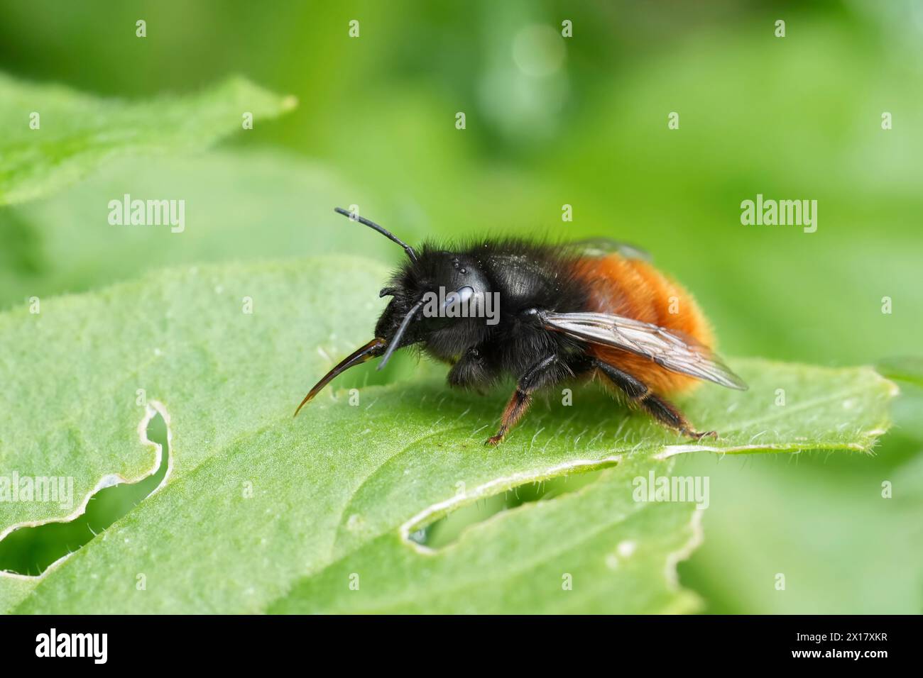 Natural facial closeup on a colorful black and red Euroeapn horned mason bee, Osmia cornuta on green leaf Stock Photo