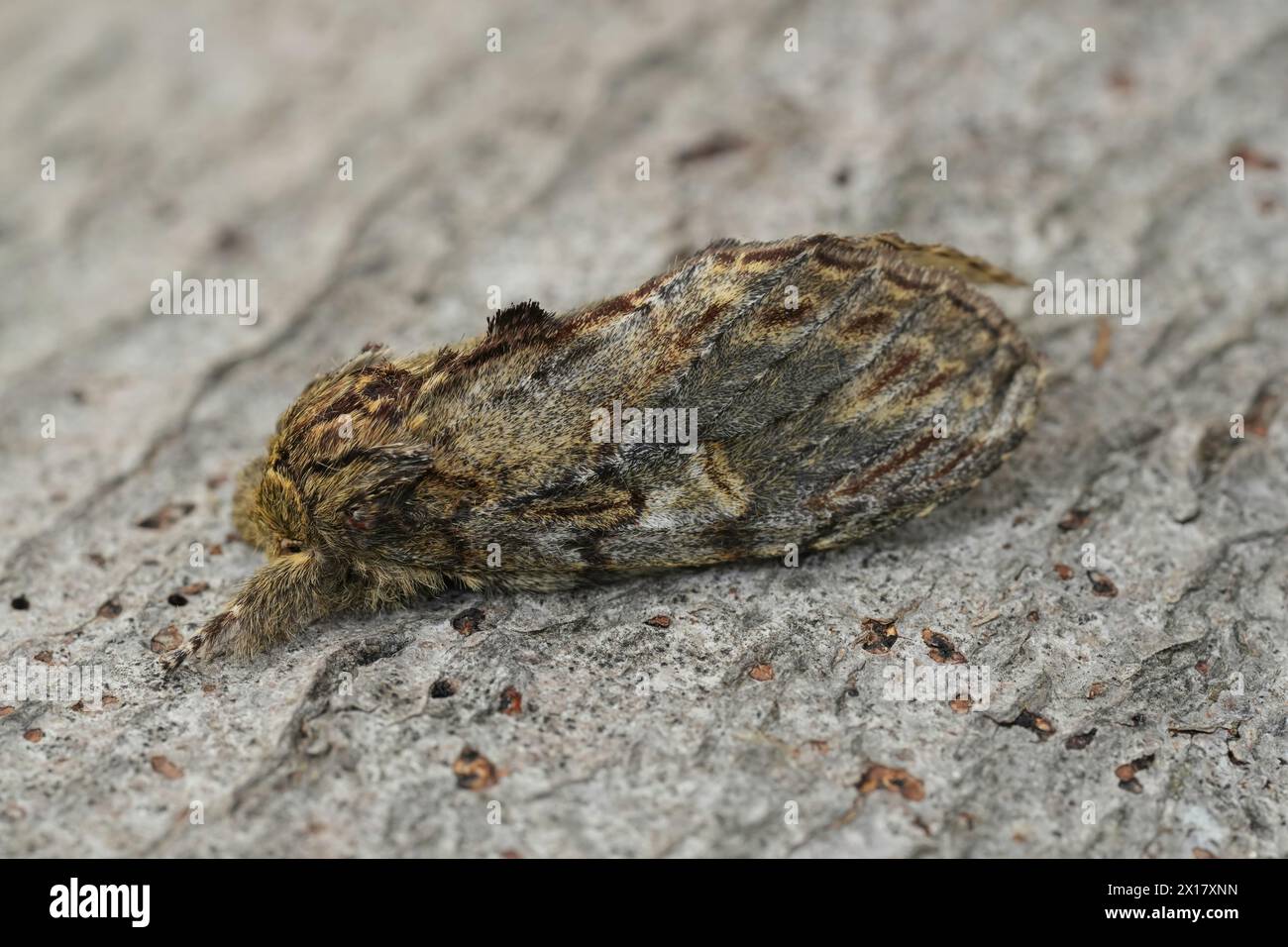 Detailed closeup on the Great Prominent moth, Peridea anceps sitting on wood Stock Photo